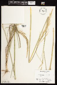 Calamovilfa longifolia image