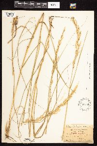 Calamovilfa longifolia image