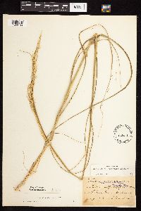 Calamovilfa longifolia image
