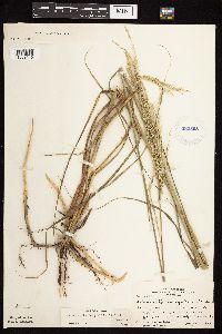Calamovilfa longifolia image