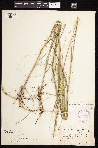 Calamovilfa longifolia image