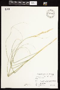 Calamovilfa longifolia image