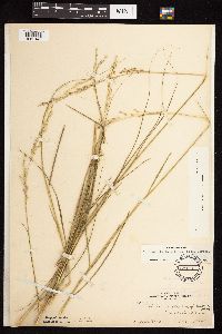 Calamovilfa longifolia image