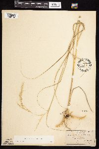 Calamovilfa longifolia image