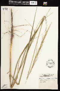 Calamovilfa longifolia image