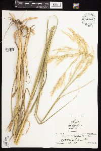 Calamovilfa longifolia image