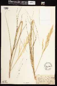 Calamovilfa longifolia image