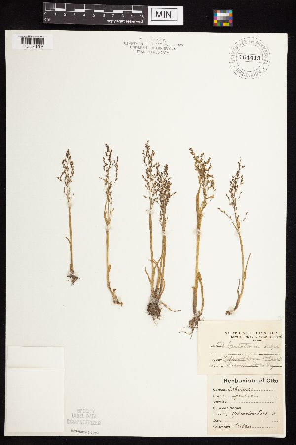 Catabrosa aquatica image