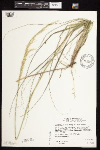 Calamovilfa longifolia image
