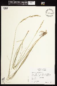 Calamovilfa longifolia image