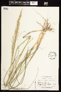 Calamovilfa longifolia image