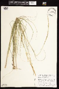 Calamovilfa longifolia image