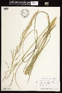 Calamovilfa longifolia image