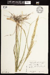 Calamovilfa longifolia image