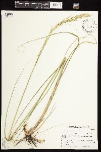 Calamovilfa longifolia image