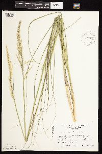 Calamovilfa longifolia image