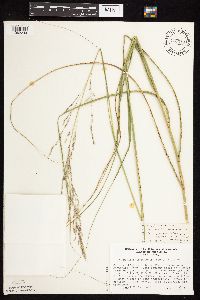 Calamovilfa longifolia image