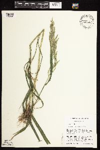 Cinna arundinacea image