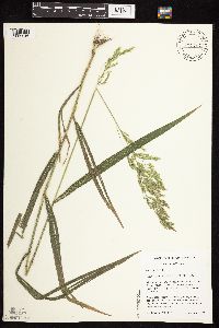 Cinna arundinacea image