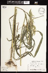 Cinna arundinacea image