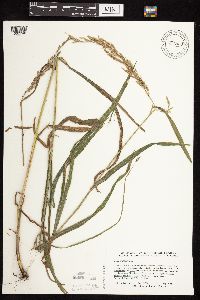 Cinna arundinacea image