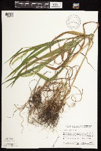 Cinna arundinacea image