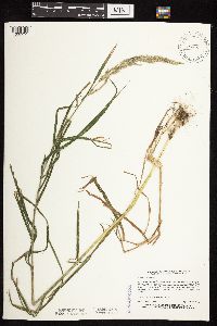 Cinna arundinacea image