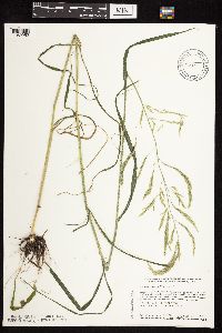 Cinna arundinacea image
