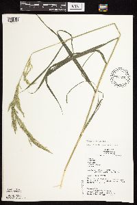Cinna arundinacea image