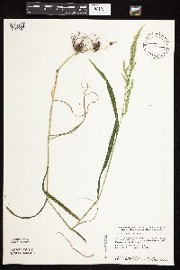 Cinna arundinacea image