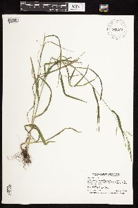 Cinna arundinacea image