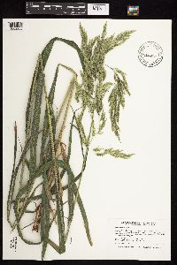 Cinna arundinacea image