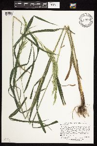 Cinna arundinacea image