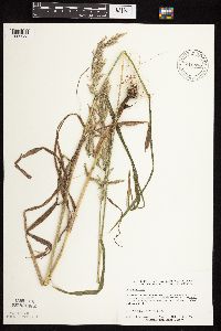 Cinna arundinacea image