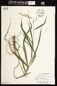 Cinna arundinacea image