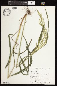 Cinna arundinacea image