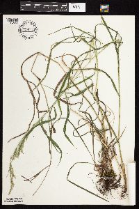 Cinna arundinacea image