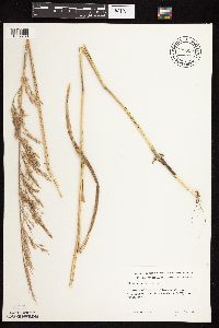Cinna arundinacea image