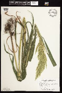 Cinna arundinacea image