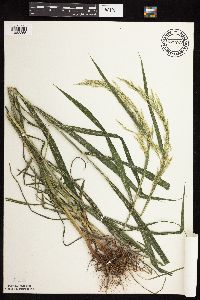 Cinna arundinacea image