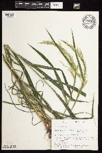 Cinna arundinacea image