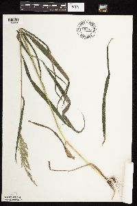 Cinna arundinacea image