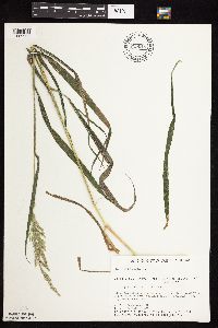 Cinna arundinacea image