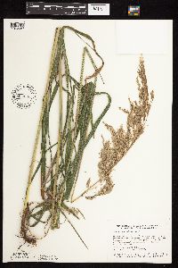 Media resource of Cinna arundinacea