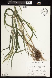 Cinna arundinacea image