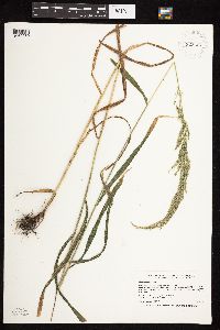 Cinna arundinacea image