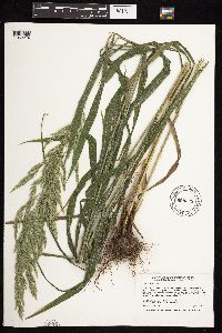 Cinna arundinacea image