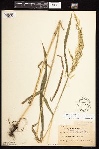 Cinna arundinacea image