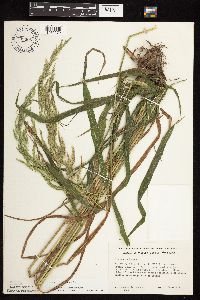 Cinna arundinacea image