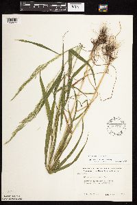 Cinna arundinacea image